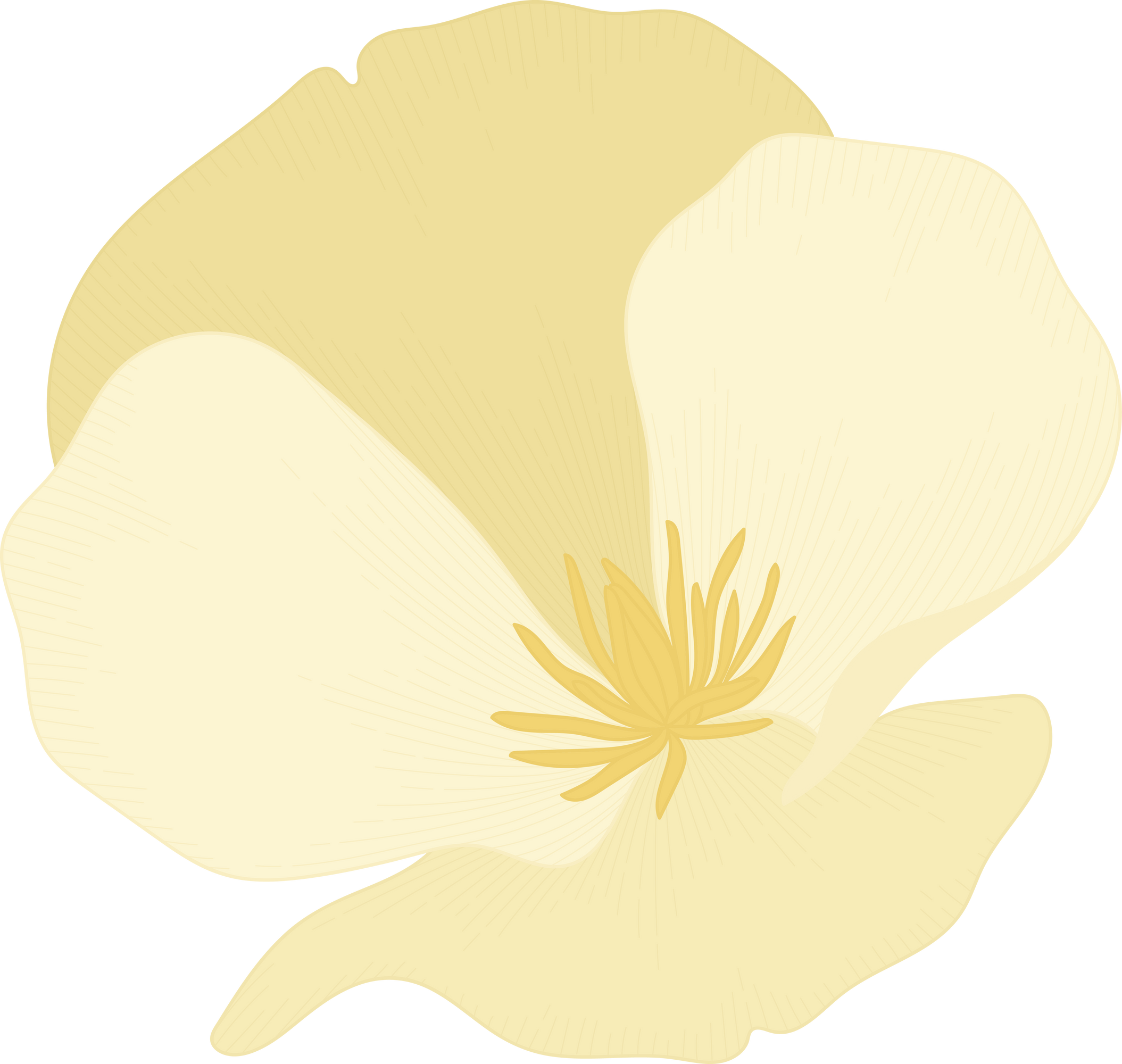 White california poppy flower hand drawn illustration.